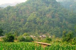 Ngẫm ngợi cuối tuần: Nếp sống của rừng