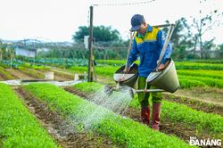 Tăng cường sản xuất rau phục vụ Tết Nguyên đán Ất Tỵ 2025