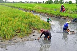 Nhộn nhịp mùa tôm đón Tết