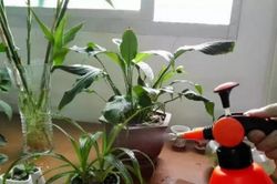 Bón 3 loại 'thuốc' này vào đất trong chậu, cây hoa sẽ không còn úa vàng, hoa lá sẽ phát triển tươi tốt trong mùa đông