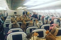 Loài chim 'vip nhất thế giới' có giá đến nửa tỷ đồng: Được cấp hộ chiếu, ngồi khoang thương gia