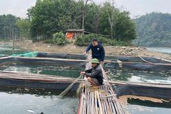Hùng Việt: Từng bước xây dựng thương hiệu cho sản phẩm cá lăng đen