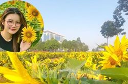Vườn hoa hướng dương đẹp như tranh thu hút giới trẻ đến 'check in'
