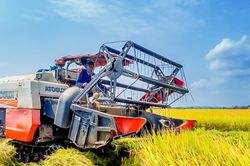 Giá lúa gạo hôm nay 8/1/2025: Làm gì để chặn đà giảm giá lúa gạo