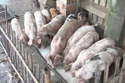 Giá lợn hơi hôm nay 8/1/2025: Tăng trở lại tại nhiều địa phương