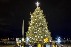 Cơ quan thực phẩm Bỉ cảnh báo nguy hại từ cảm hứng 'ăn lá cây thông Noel'