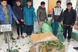 Lai Châu: Bắt nhóm đối tượng vận chuyển sâm lậu từ Trung Quốc vào Việt Nam