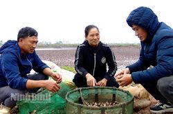 Triển vọng từ mô hình nuôi sò huyết trong ao tôm