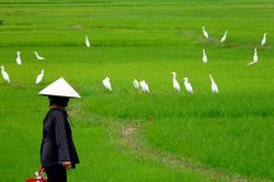 Con dâu mất việc, mẹ chồng từ quê lên làm điều không ngờ