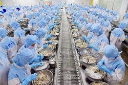 Xuất khẩu tôm đạt gần 4 tỷ USD trong năm 2024
