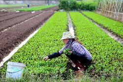 Khoảng 400.000 tấn rau được cung ứng cho thị trường Thủ đô dịp Tết Ất Tỵ