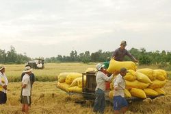 Giá lúa gạo hôm nay 10/1/2025: Giá gạo tăng mạnh, Trung Quốc tăng mua