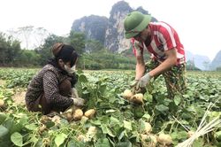 Minh Tiến: Hiệu quả từ mô hình trồng củ đậu