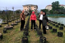 Kiểm tra thực địa mô hình trồng cây mai vàng Huế
