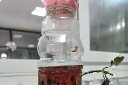 Uống rượu ngâm rễ cây rừng, 5 người thương vong