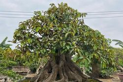 Tỷ phú bonsai từ cây ăn quả ở Phúc Thọ
