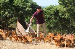 Tập trung phòng chống dịch bệnh trên đàn vật nuôi