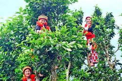 Hạnh phúc không ở đâu xa, ngay trong chén trà...