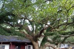 Loại cây từng chỉ còn duy nhất 1 cá thể trên thế giới: Được canh 24/24, phóng lên vũ trụ