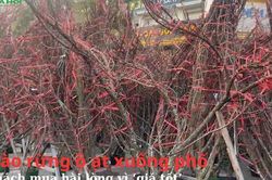 Đào rừng ồ ạt xuống phố, khách mua hài lòng vì 'giá tốt'