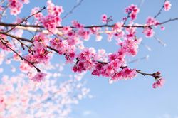 Ngắm hoa anh đào giữa hồ Pá Khoang