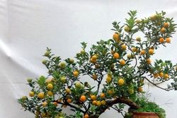 Cách cho cây quất ra quả chín vàng đúng dịp Tết Nguyên đán 2025