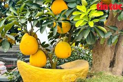 Bưởi 'tài lộc' trồng trong chậu độc lạ đang hút khách dịp Tết Nguyên đán