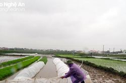 Thời tiết Thanh Hóa, Hà Tĩnh ngày 17/1: Đêm và sáng có rét đậm