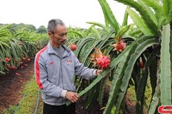 Thanh long ruột đỏ vào vụ Tết