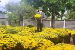 Đào, cúc rộn ràng xuống phố biển Nha Trang