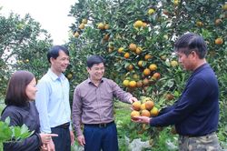 Nhân giá trị kinh tế từ sản xuất nông nghiệp hữu cơ ở Thanh Chương