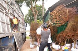 Làng đào Tết huyện lúa Nghệ An vào vụ thu hoạch