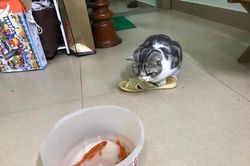 Netizen bật cười trước ảnh mèo 'lưu manh' canh cá chép ngày ông Táo