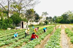 Lan tỏa mô hình vườn rau sạch dinh dưỡng