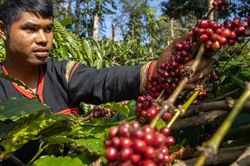 Giá cà phê hôm nay 23/1/2025: tăng 3 ngày liên tiếp, Robusta thêm gần 200 USD/tấn