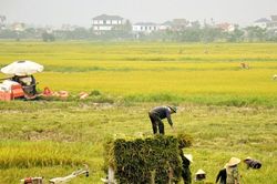 Nghệ An quy định mức nộp tiền khi chuyển mục đích sử dụng từ đất chuyên trồng lúa sang đất phi nông nghiệp