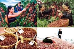 Cơ hội tăng trưởng xuất khẩu nông sản vùng Tây Nguyên