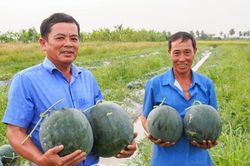Mùa vui thu hoạch dưa hấu Tết