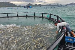 Thí điểm phát triển nuôi biển công nghệ cao tại Khánh Hòa