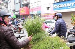 Nao nao hương Tết