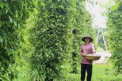 Giá tiêu hôm nay 25/1/2025: Dự báo giá tiêu năm 2025 sẽ duy trì mức cao