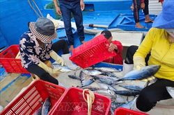Ngư dân trúng chuyến biển cuối năm
