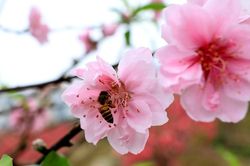 Ngẫm ngợi cuối năm: Lững thững Tết