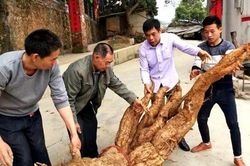 Đào được củ sắn dây 'kỳ lạ', lão nông bất ngờ khi có người trả 2,3 tỷ