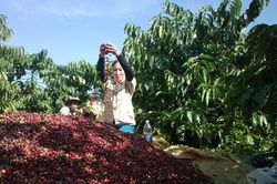 Giá tiêu hôm nay 27/1/2025: Tăng nhẹ gần 3,000 đồng tuần qua