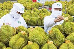 Xuất khẩu sầu riêng tăng 28 lần trong 5 năm qua, dư địa tăng trưởng vẫn còn nhiều