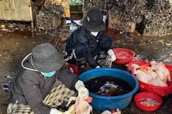 Nghề thịt gà thuê 'hốt bạc' tiền triệu ngày Tết