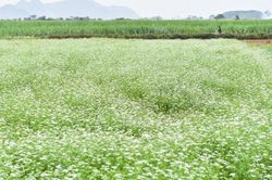 Mùi già - Hương vị Tết xưa