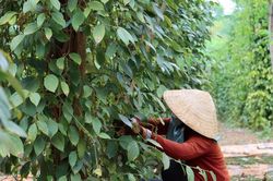 Giá tiêu hôm nay 29/1/2025: chờ đợi giá tiêu tăng ngay sau nghỉ Tết Nguyên đán