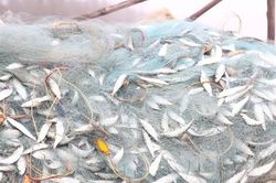 Người dân đón lộc biển ngày đầu năm